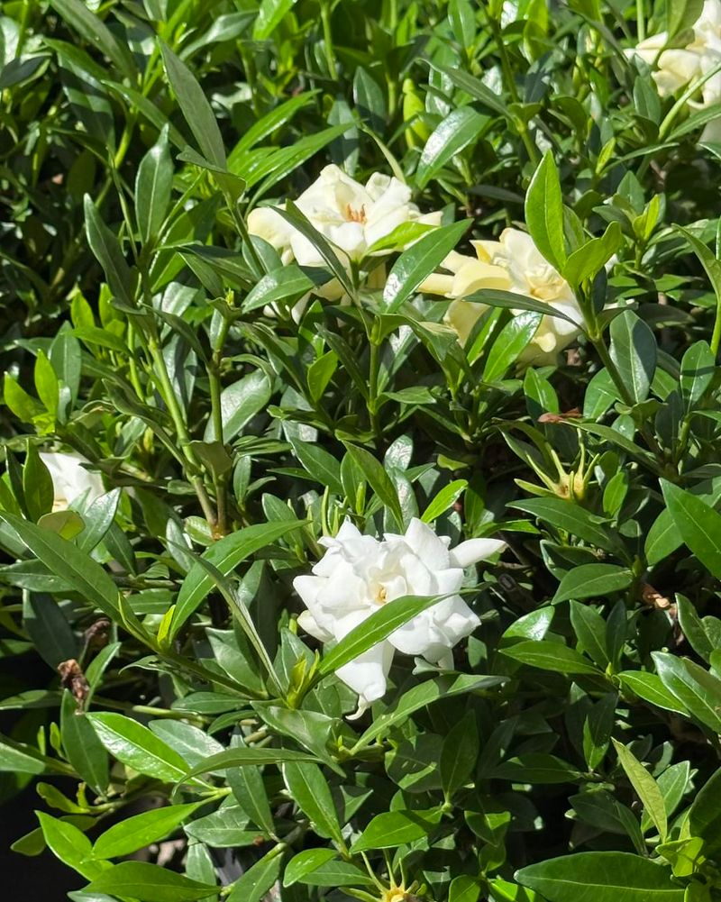 Morning Sun And Afternoon Shade Keep Gardenias Happier