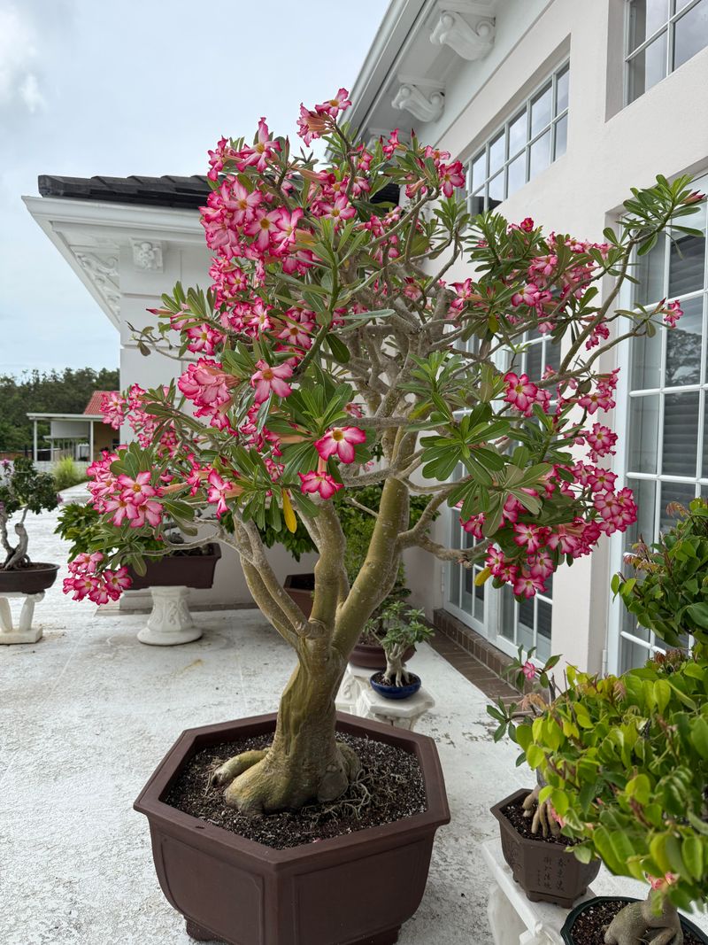 Morning Sun Can Support Summer Blooming