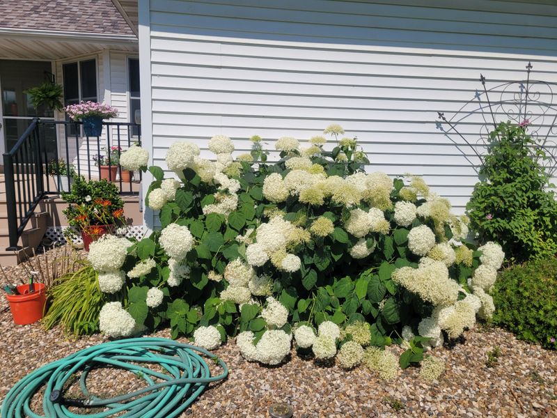 Morning Sun Helps Blooms Without Scorching Leaves