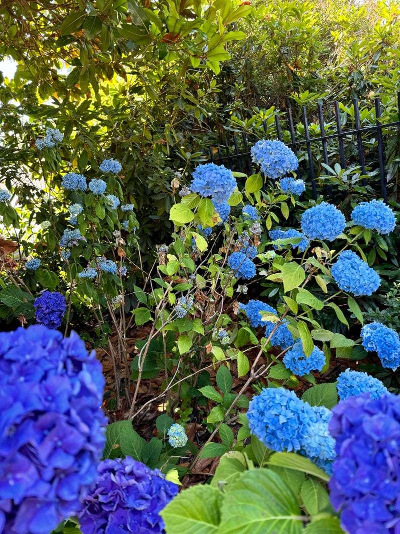 Morning Watering Helps Plants Handle Heat