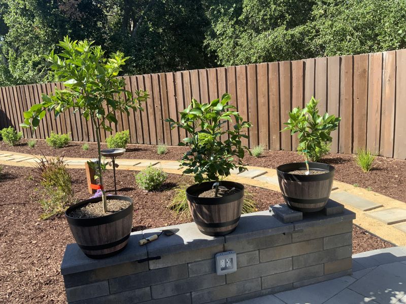 Morning Watering Helps Trees Handle Hot Days