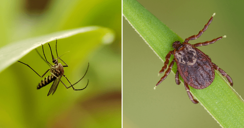 Mosquito And Tick Control Works Best With More Than One Habit Mosquito And Tick Control Works Best With More Than One Habit