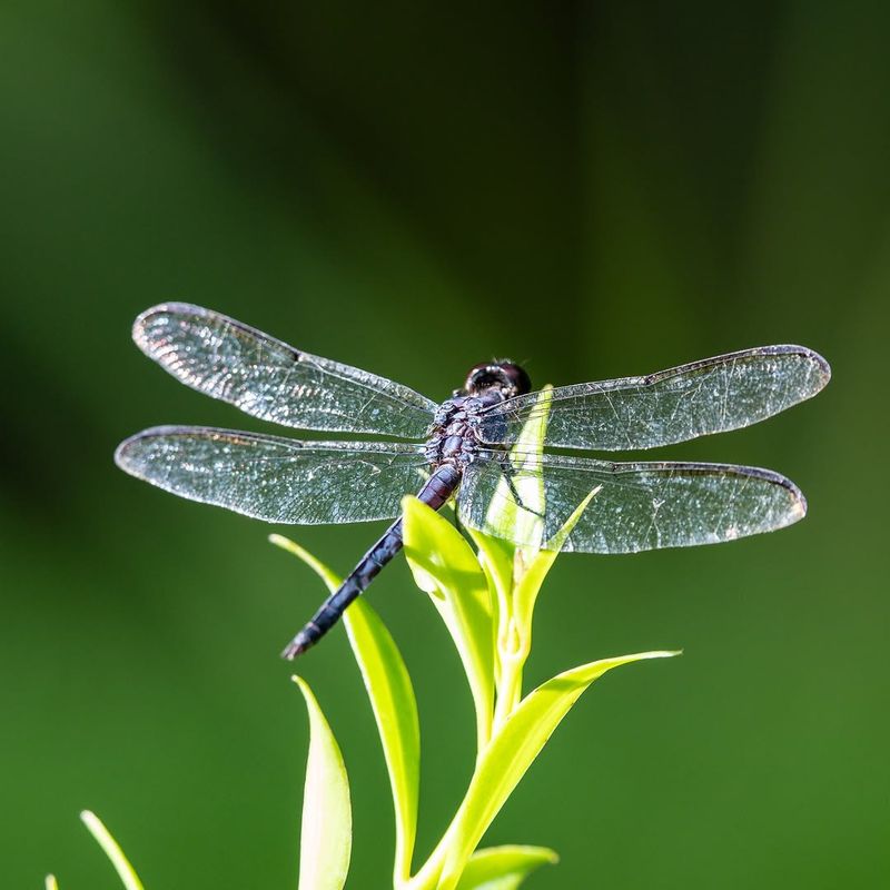 Mosquito Sprays Can Reduce Their Food Supply