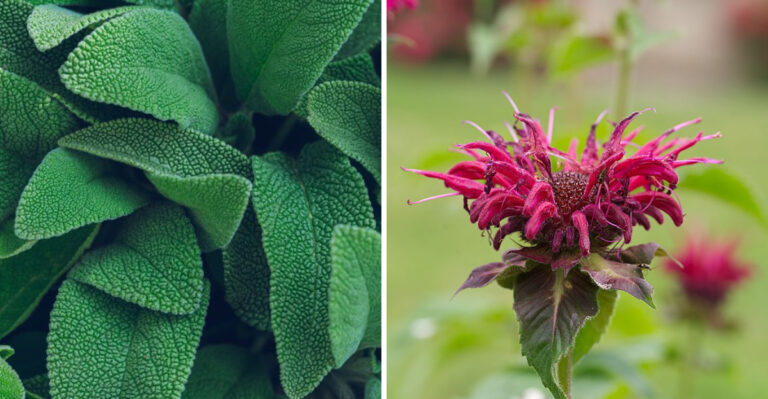 Mosquitoes Will Avoid Your Oklahoma Patio With These 8 Plants