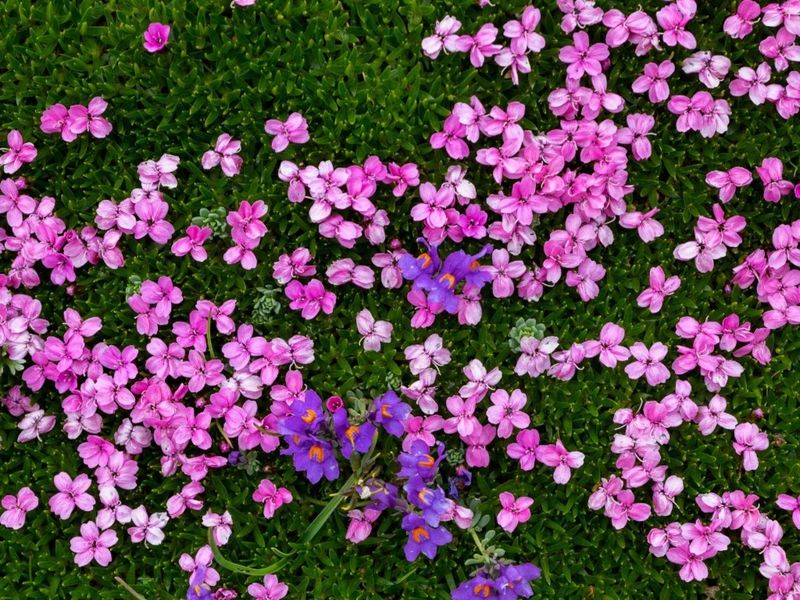 Moss Campion
