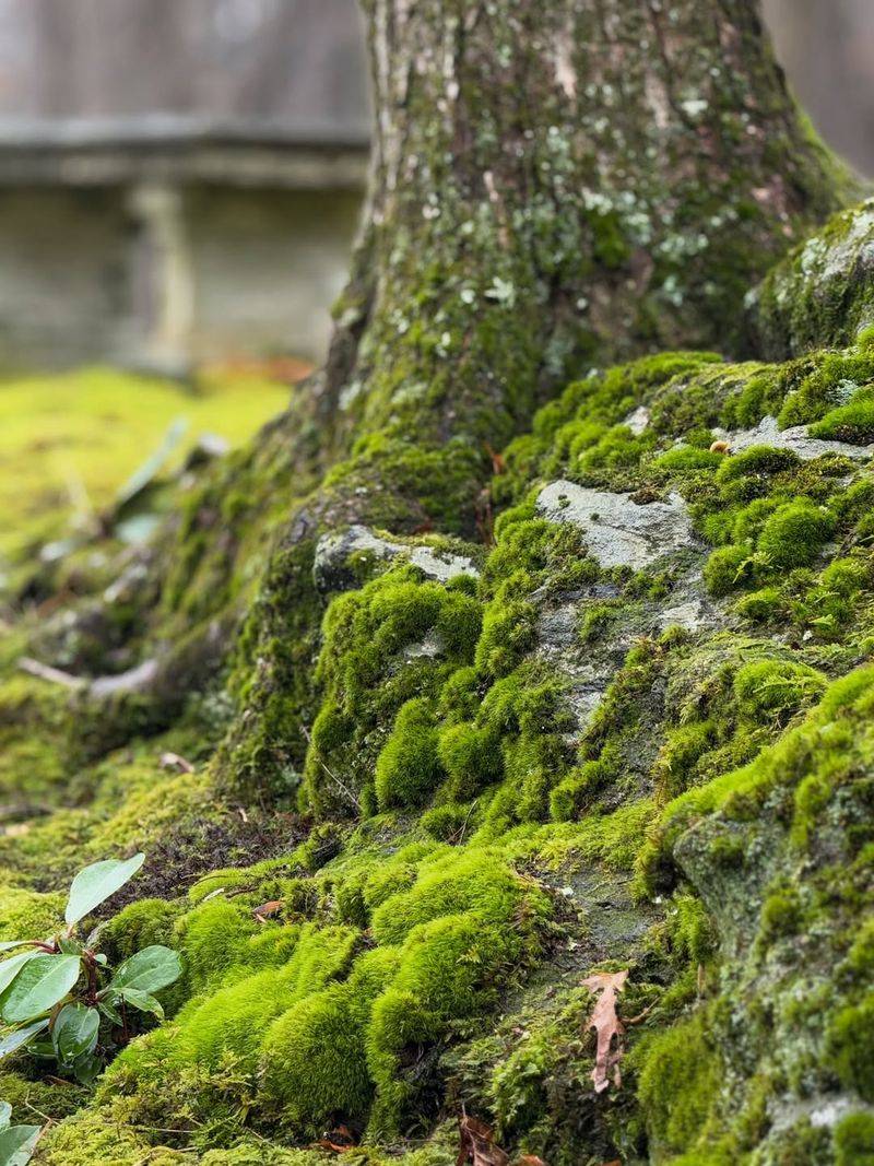 Moss Helps Hold Moisture Through Summer Moss Helps Hold Moisture Through Summer