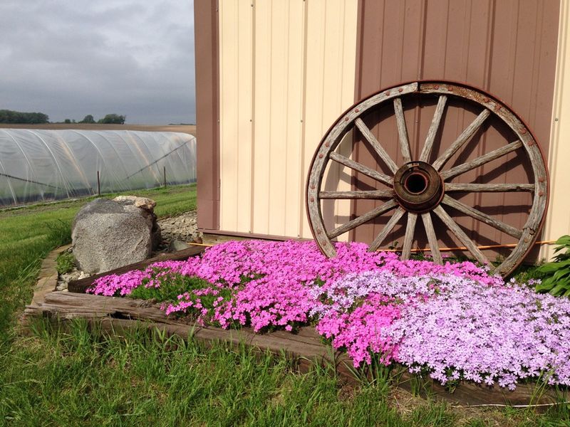 Moss Phlox Covers Sunny Edges Before Summer Heat Moss Phlox Covers Sunny Edges Before Summer Heat