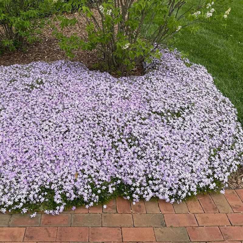 Moss Phlox Mats Over Sunny Dry Strips Moss Phlox Mats Over Sunny Dry Strips
