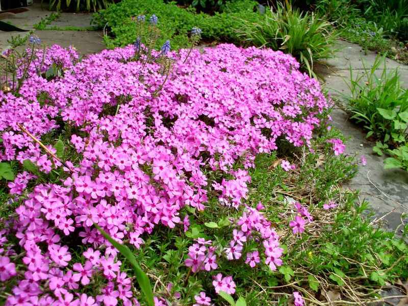 Moss Phlox Mats Over Well-Drained Banks