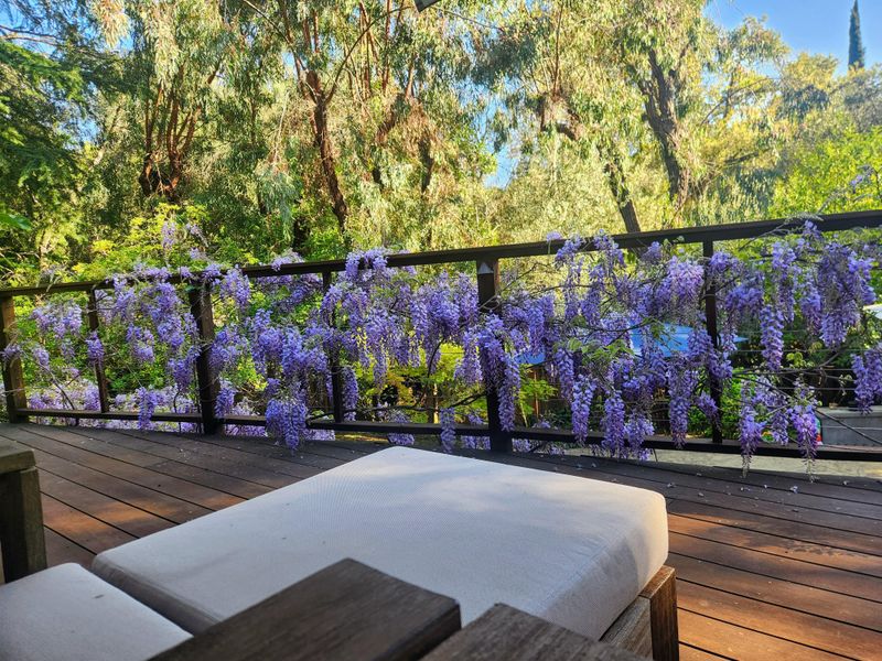 Most Common Fences Cannot Handle The Weight Of A Mature Wisteria Most Common Fences Cannot Handle The Weight Of A Mature Wisteria