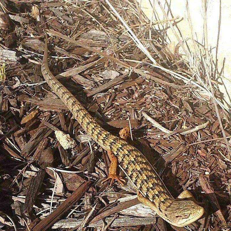 Most Garden Lizards Do Not Damage Plants