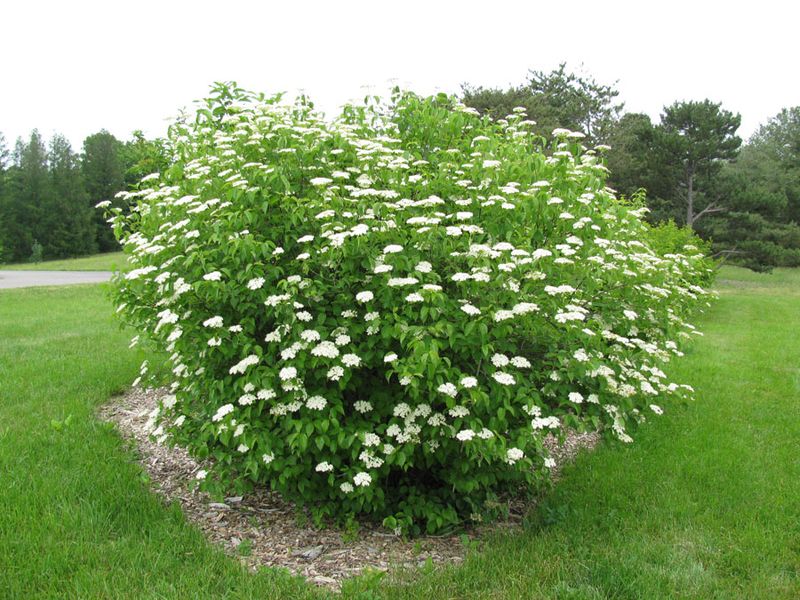 Most Gardeners Walk Right Past Native Viburnum Most Gardeners Walk Right Past Native Viburnum