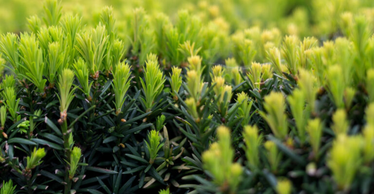 Most Illinois Homeowners Have This Toxic Shrub And Do Not Even Know It