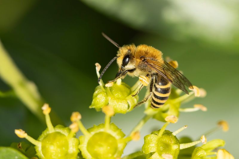 Most Mining Bees Are Gentle Pollinators