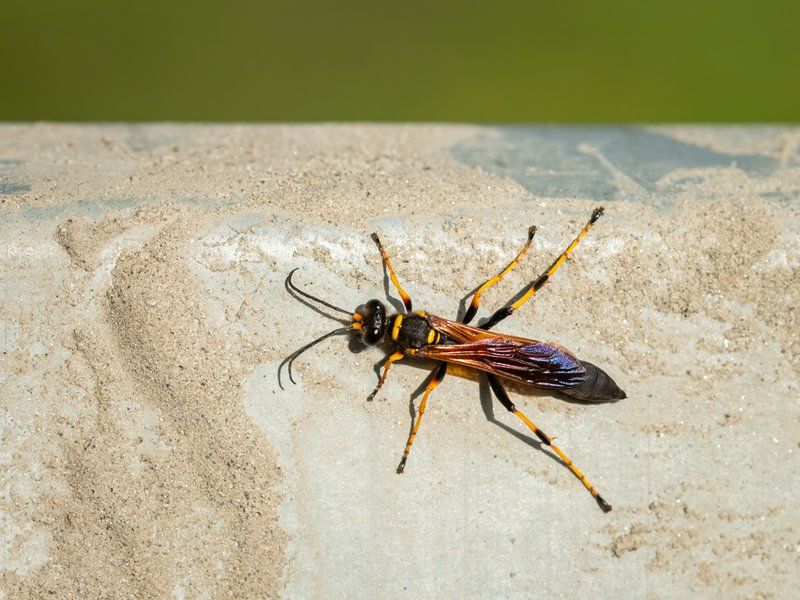 Most Mud Daubers Are Not Looking For Trouble