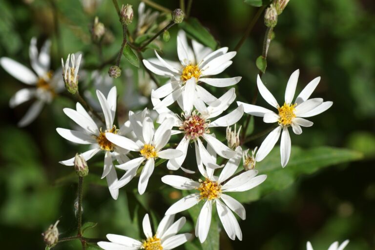 white wood aster