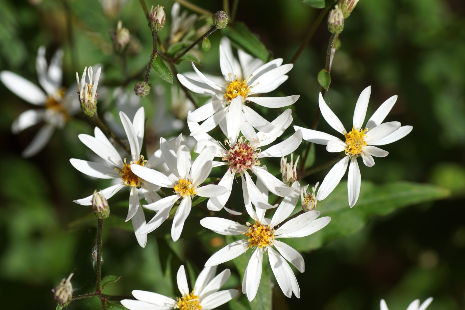 white wood aster