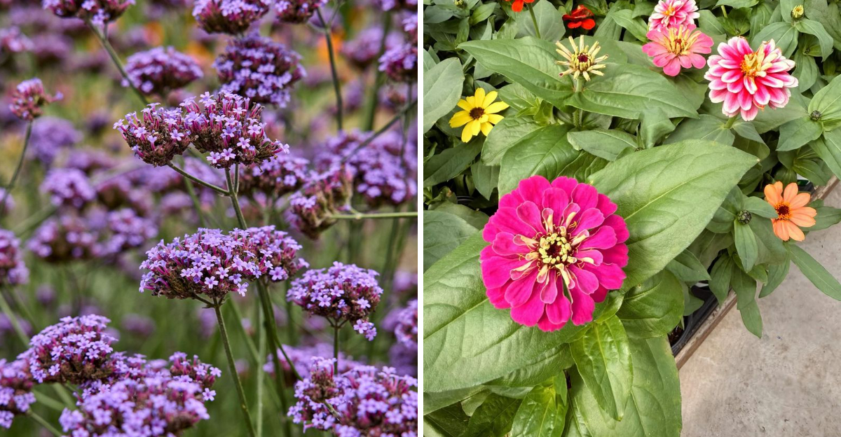 verbena and zinnia