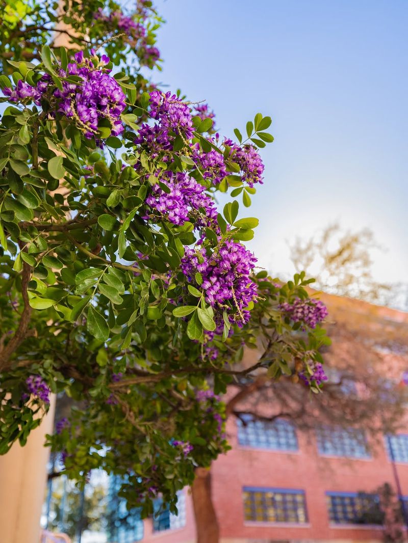 Most Texans Grow It For The Flowers