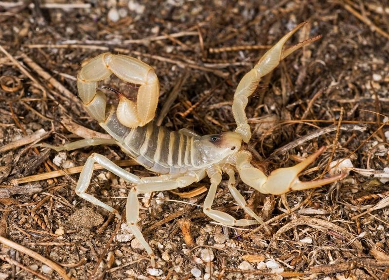 Motion Sensors Reduce Hours Of Insect Activity