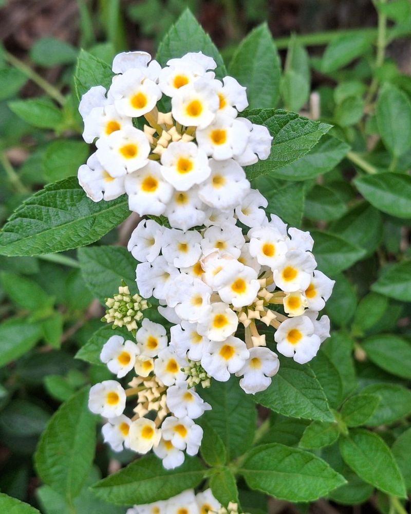 Mound Lantana Spreads Wide Across Exposed Soil