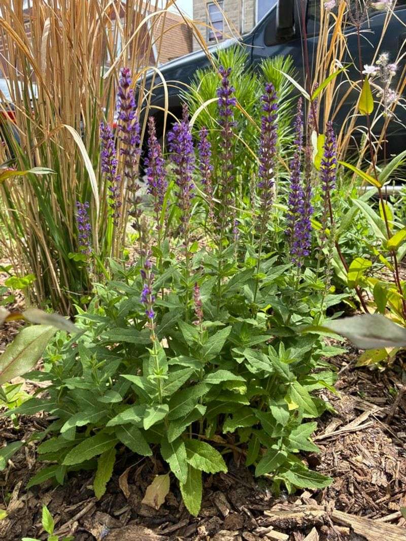 Mounding Plants Soften Harsh Edges Mounding Plants Soften Harsh Edges