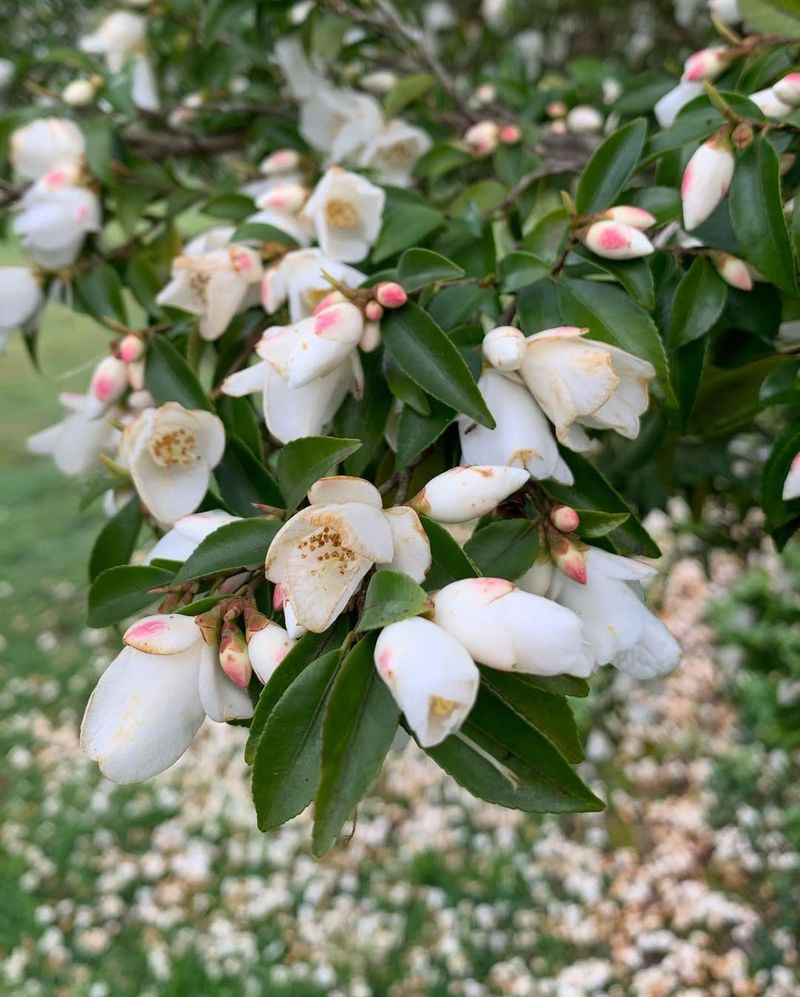 Mountain Camellia Mountain Camellia