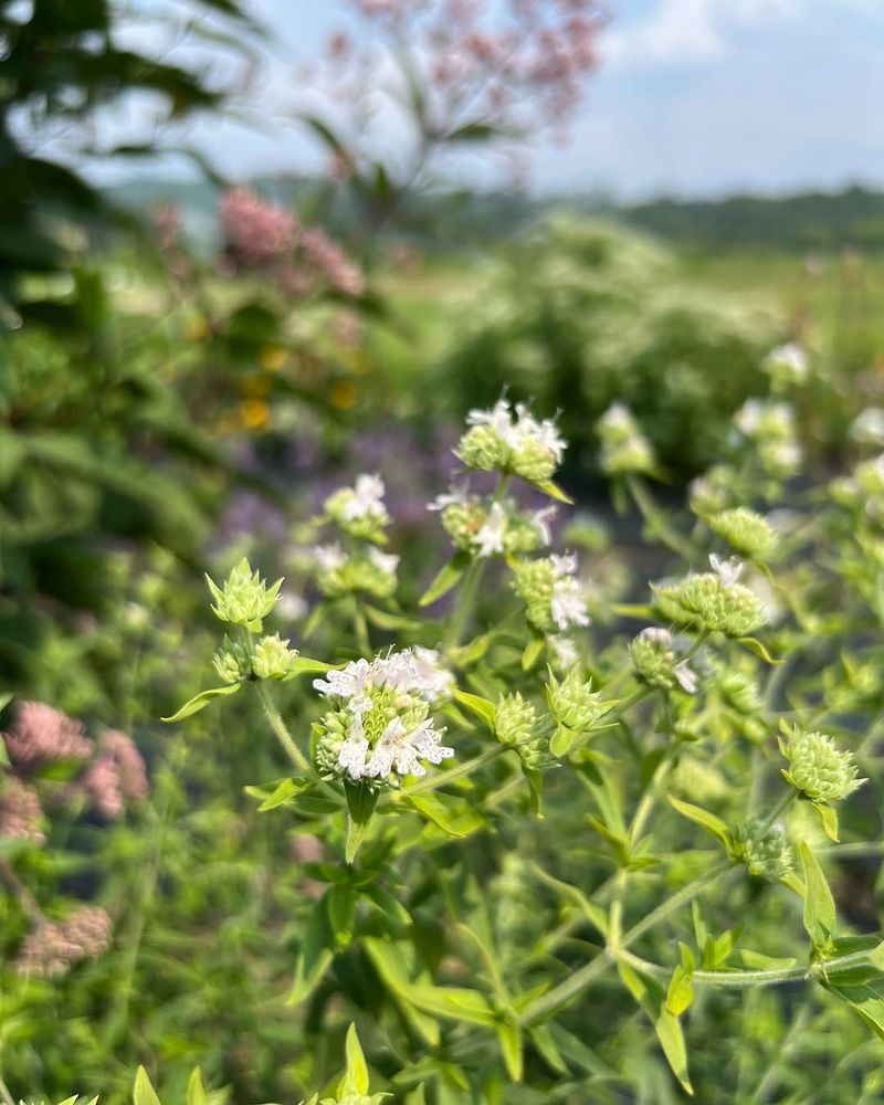 Mountain Mint