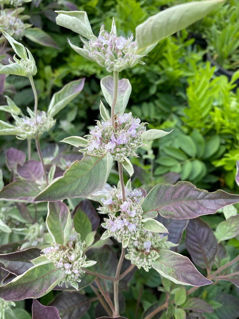 Mountain Mint 