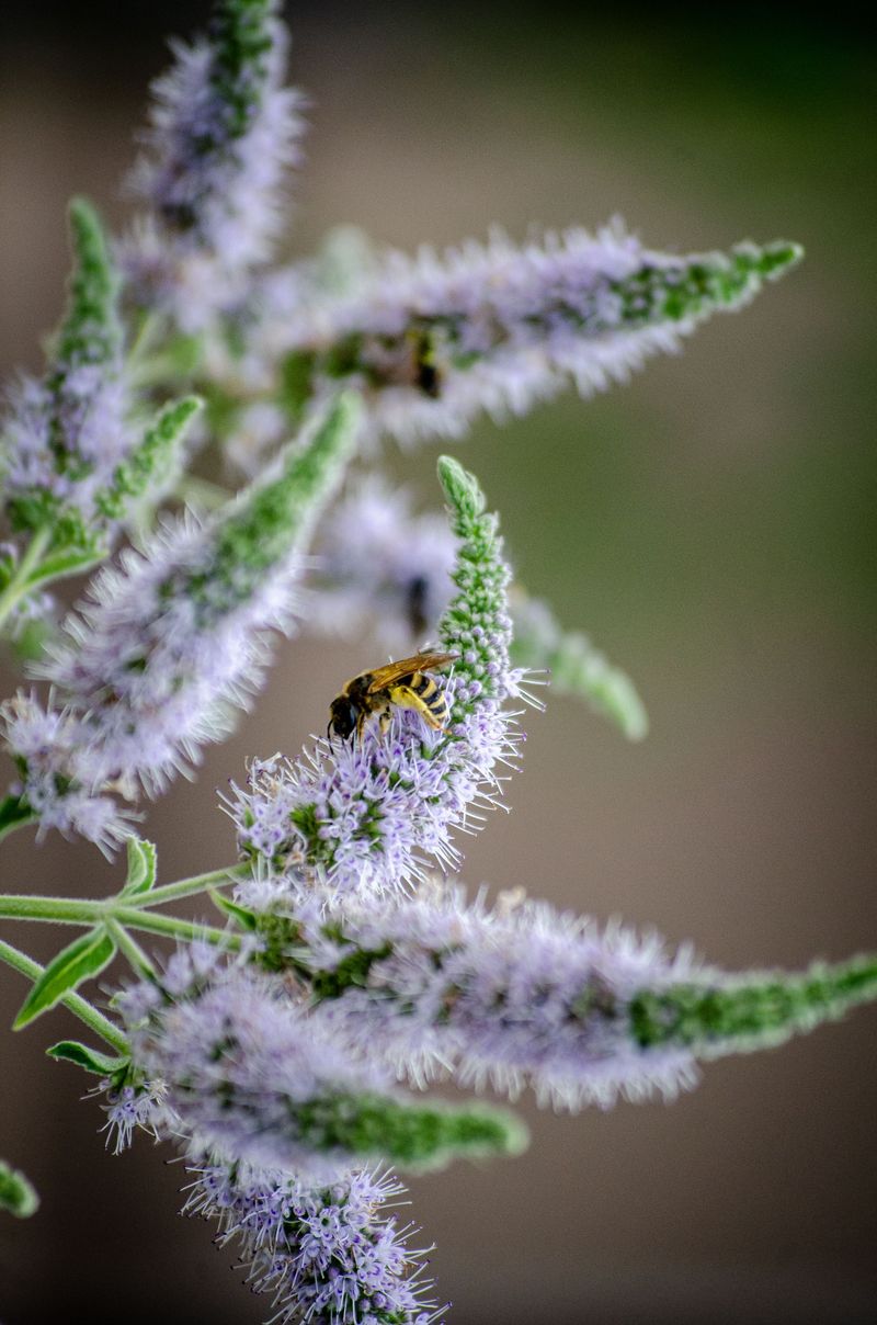 Mountain Mint