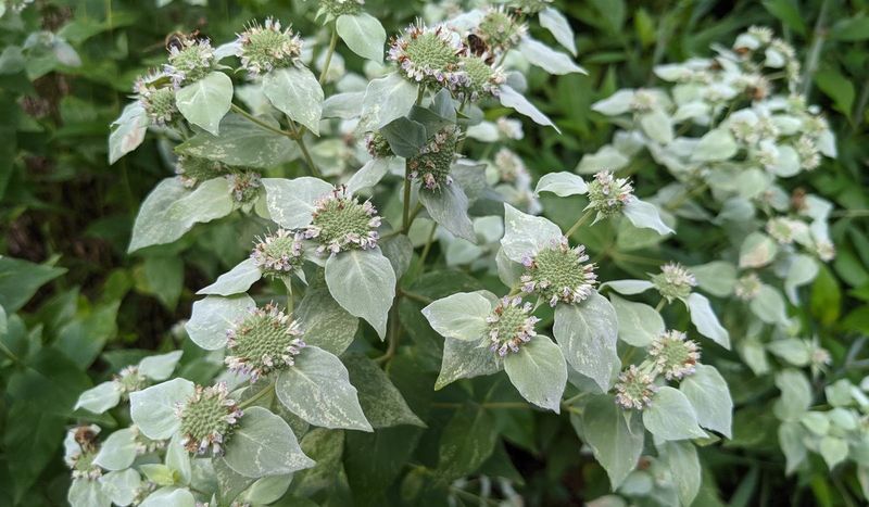Mountain Mint Brings Heavy Bee Activity Mountain Mint Brings Heavy Bee Activity