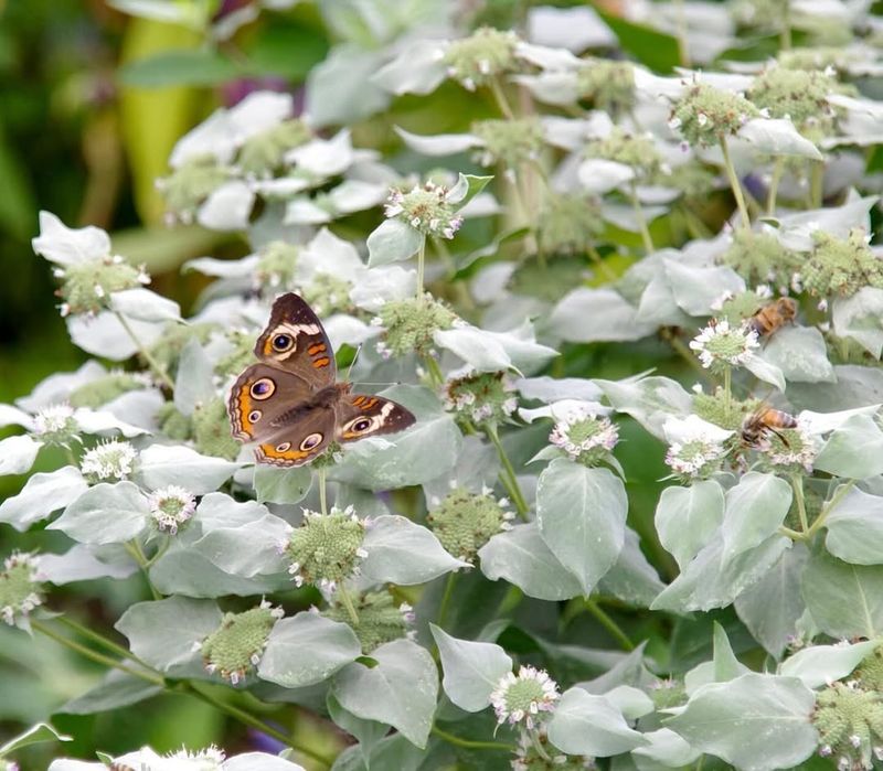 Mountain Mint Is The Sleeper Hit On The Nursery Bench Mountain Mint Is The Sleeper Hit On The Nursery Bench