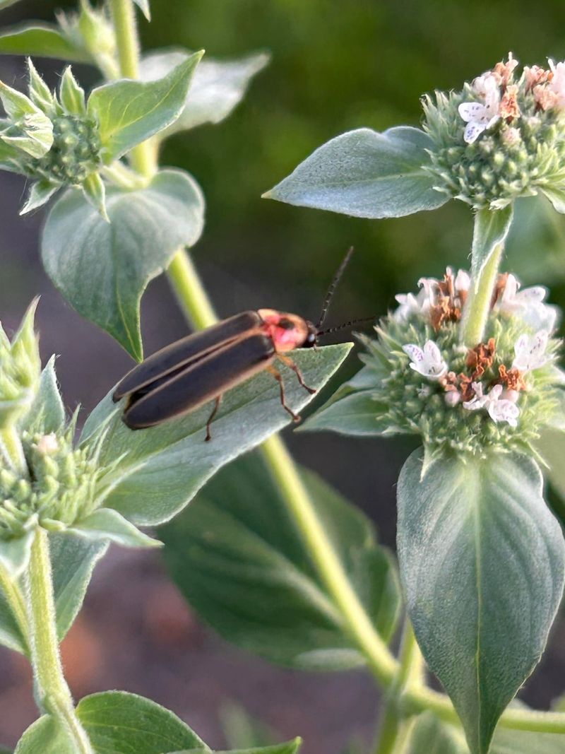 Mountain Mint Produces Plenty Of Nectar