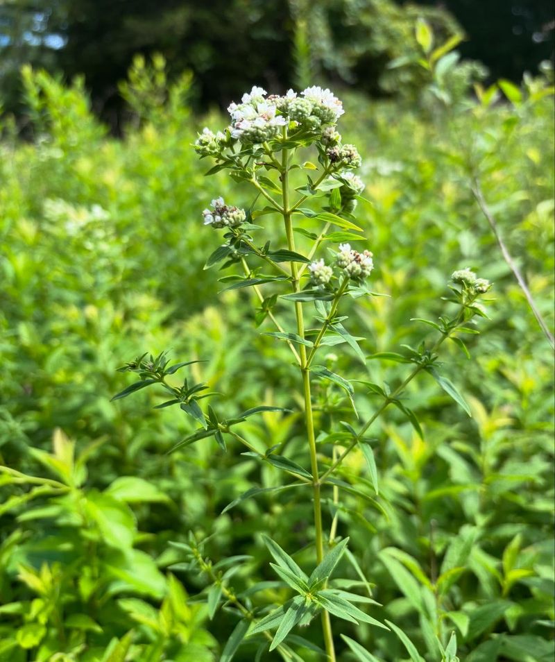 Mountain Mint Mountain Mint
