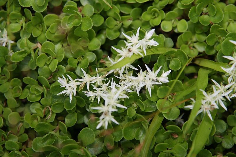 Mountain Stonecrop Handles Rocky Slopes Mountain Stonecrop Handles Rocky Slopes