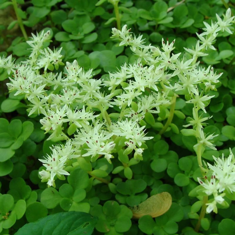 Mountain Stonecrop