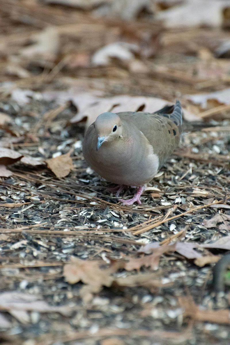 Mourning Dove Diet And How To Feed Them