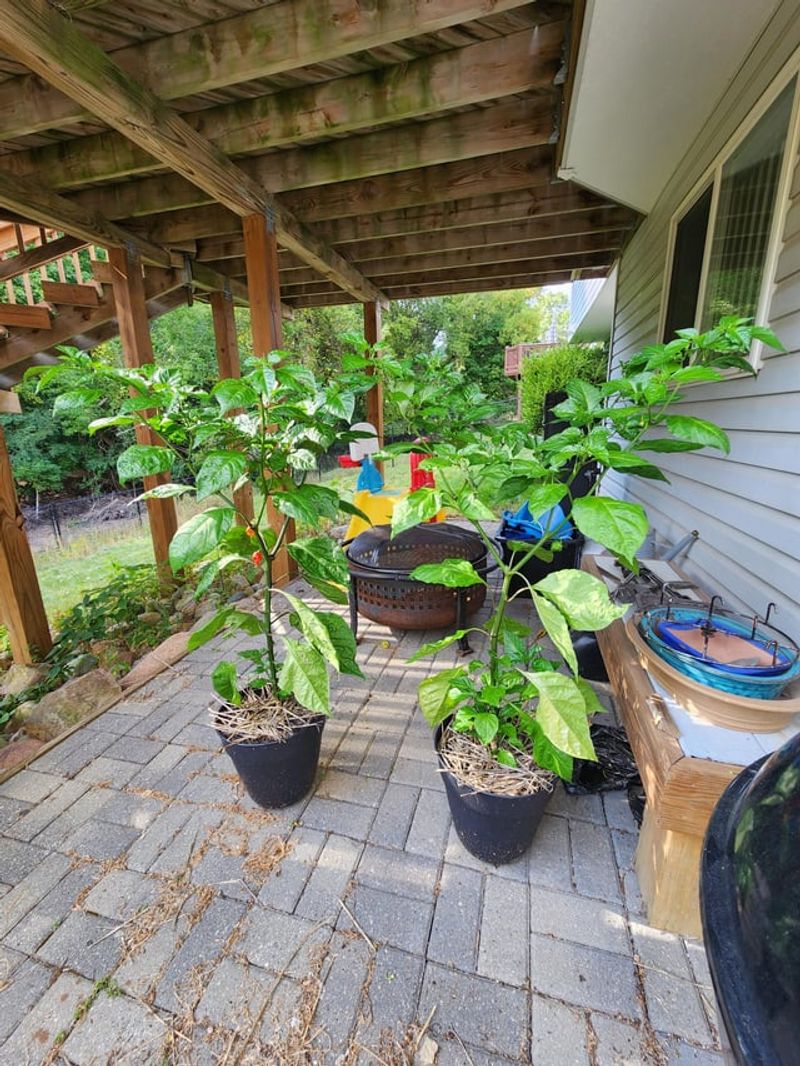 Move Container Plants Into The Shade