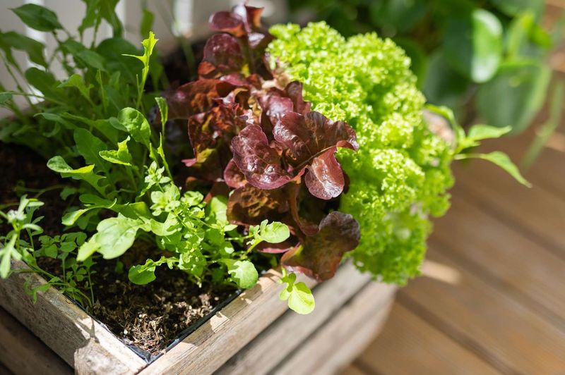 Move Containers Into Afternoon Shade
