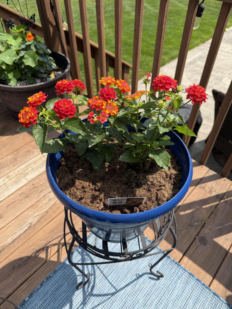 Move Containers Into Stronger Sun Before July