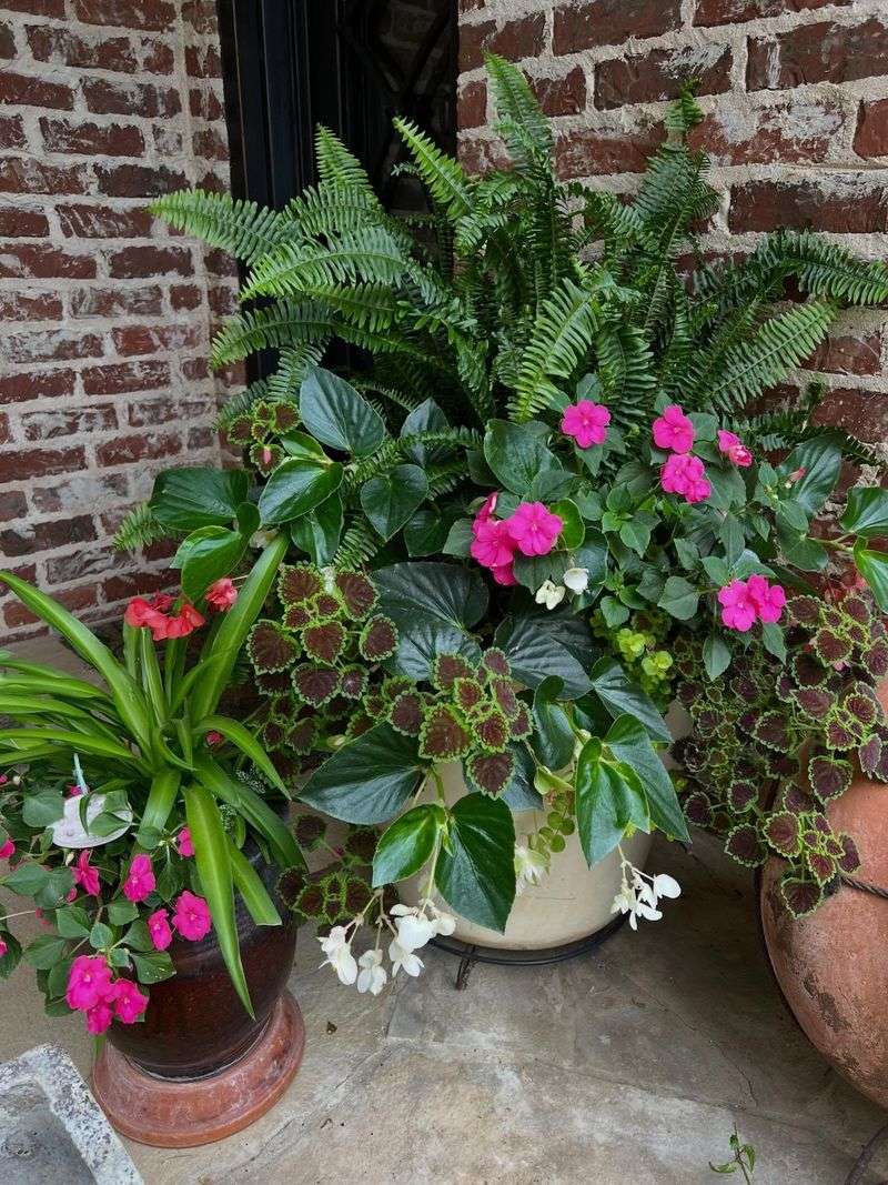 Move Containers Where Afternoon Shade Helps