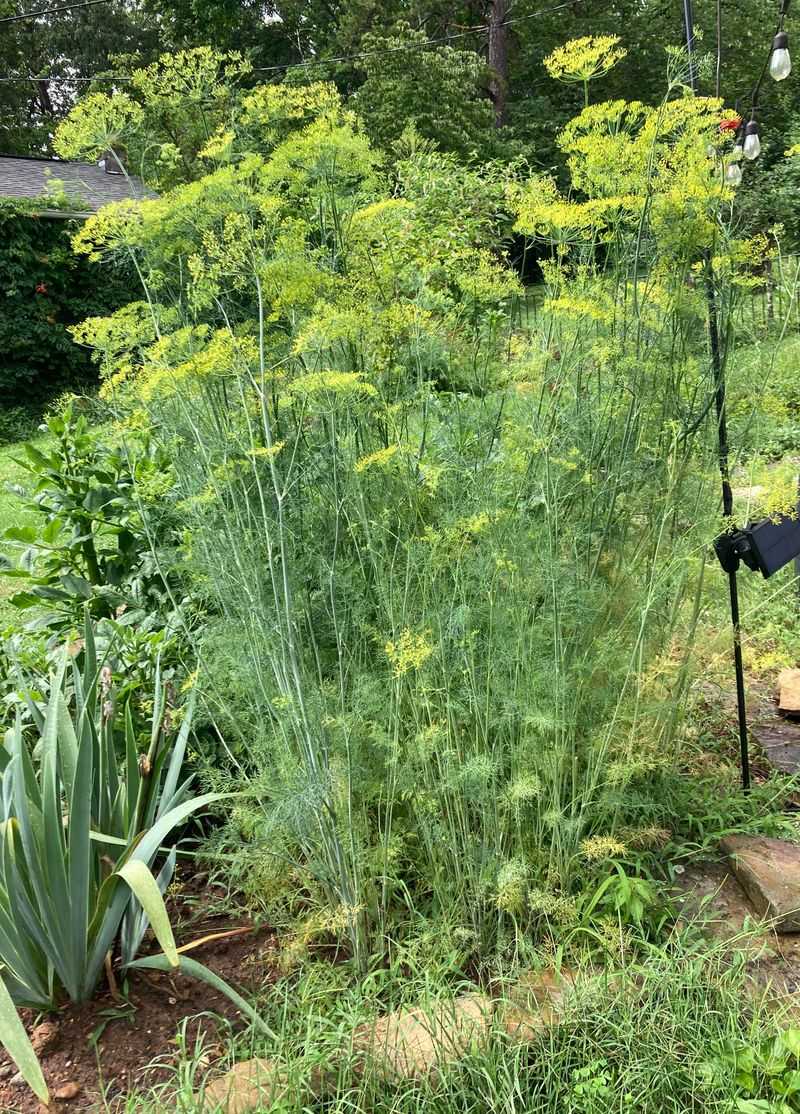 Move Dill Out Of Harsh Afternoon Sun