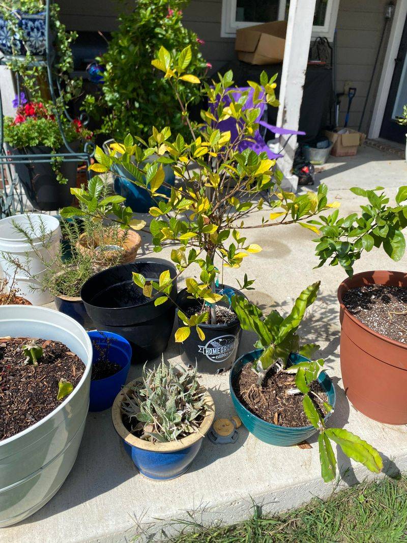 Move Favorite Plants Away From Edges