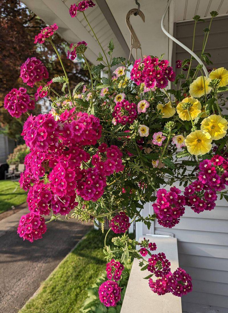 Move Hanging Baskets Before Winds Pick Up Move Hanging Baskets Before Winds Pick Up