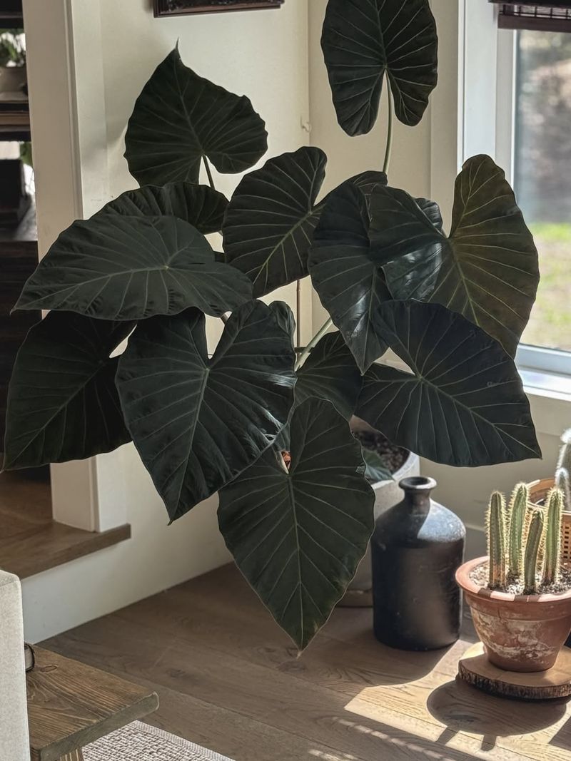 Move Plants Back From Hot South And West Windows