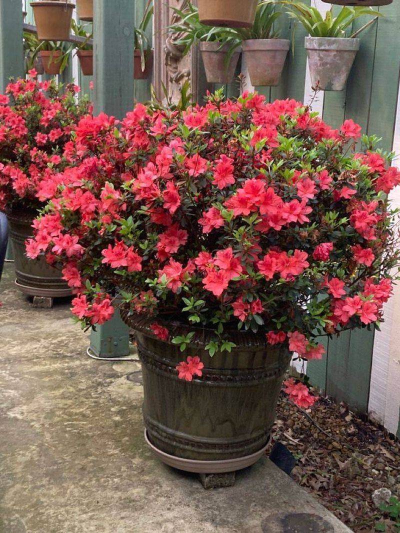 Move Potted Azaleas Out Of Afternoon Heat
