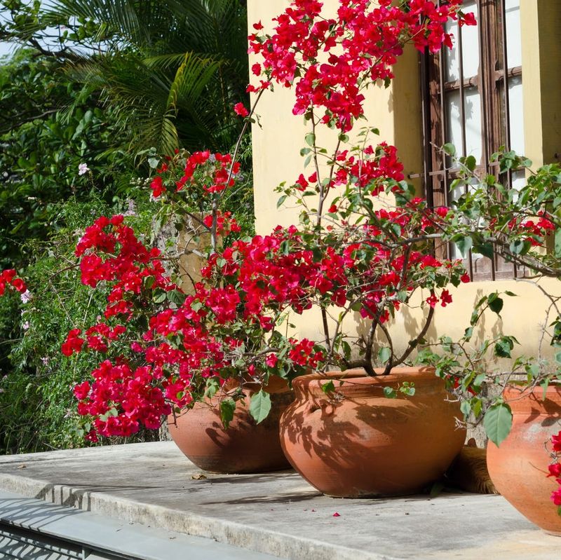 Move Potted Bougainvillea Out Of Reflected Heat Move Potted Bougainvillea Out Of Reflected Heat