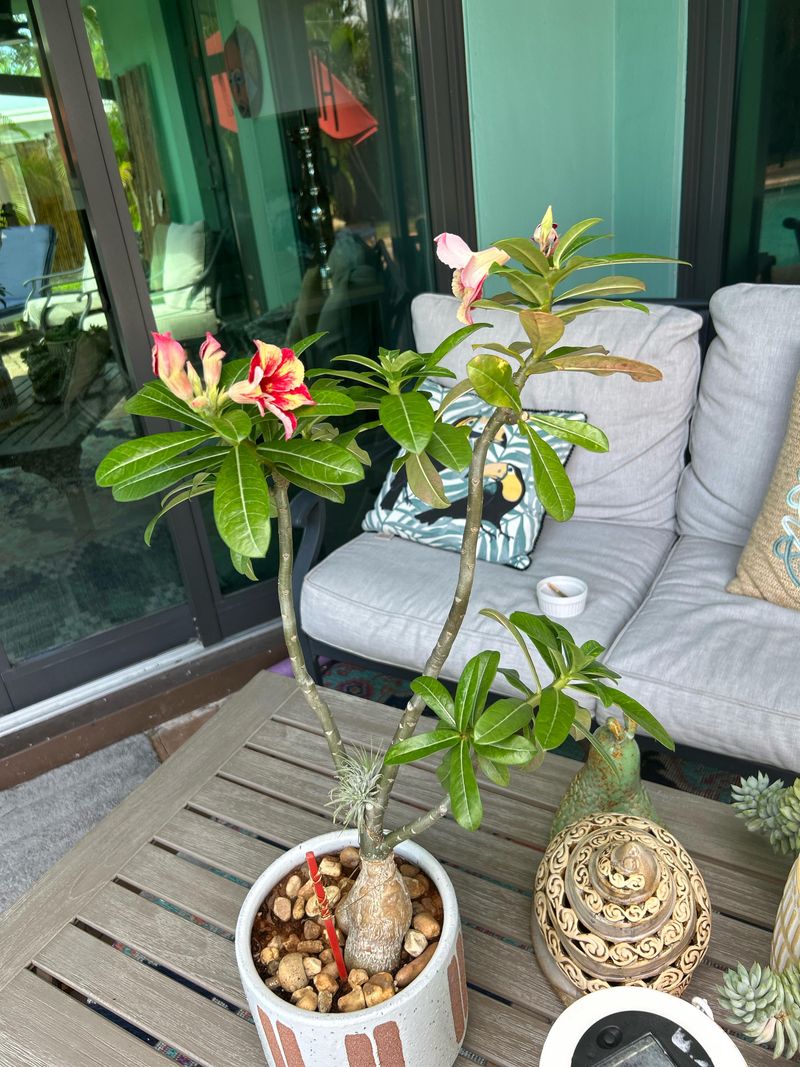 Move Potted Desert Roses Out Of Afternoon Blast Move Potted Desert Roses Out Of Afternoon Blast