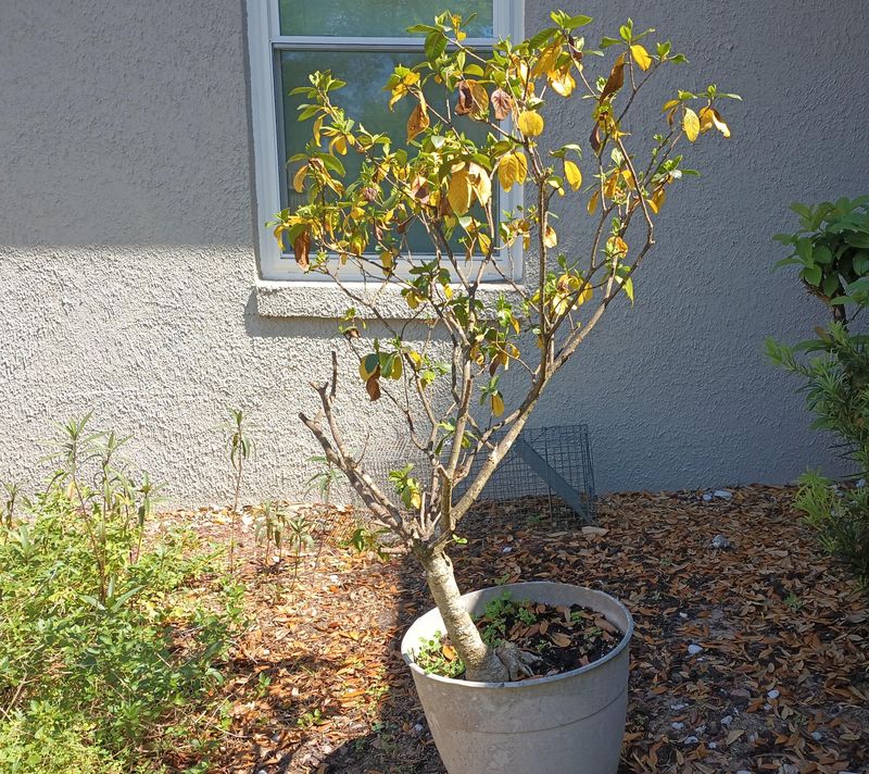 Move Potted Gardenias Out Of Afternoon Heat