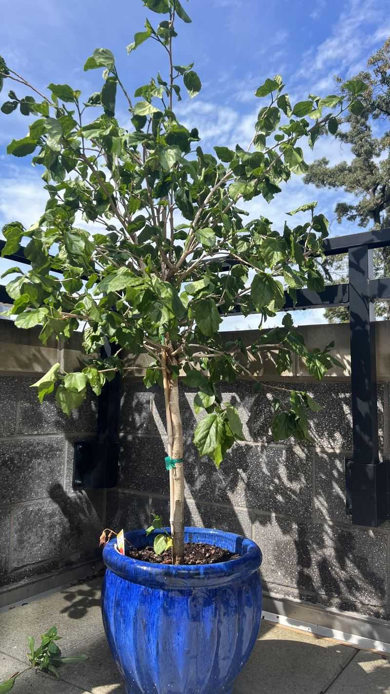Move Potted Hibiscus Into Bright Shade